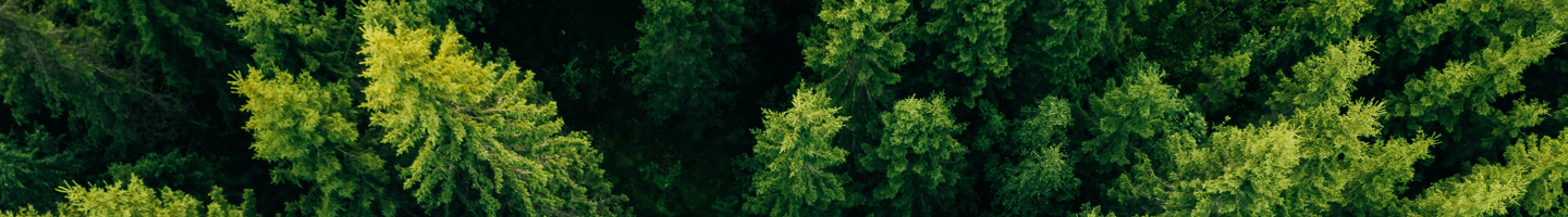 Accesibilidad -  Bosque de pinos